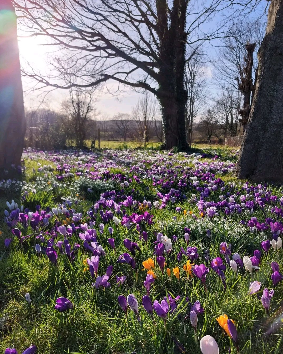Beautiful spring garden in Fordyce Village